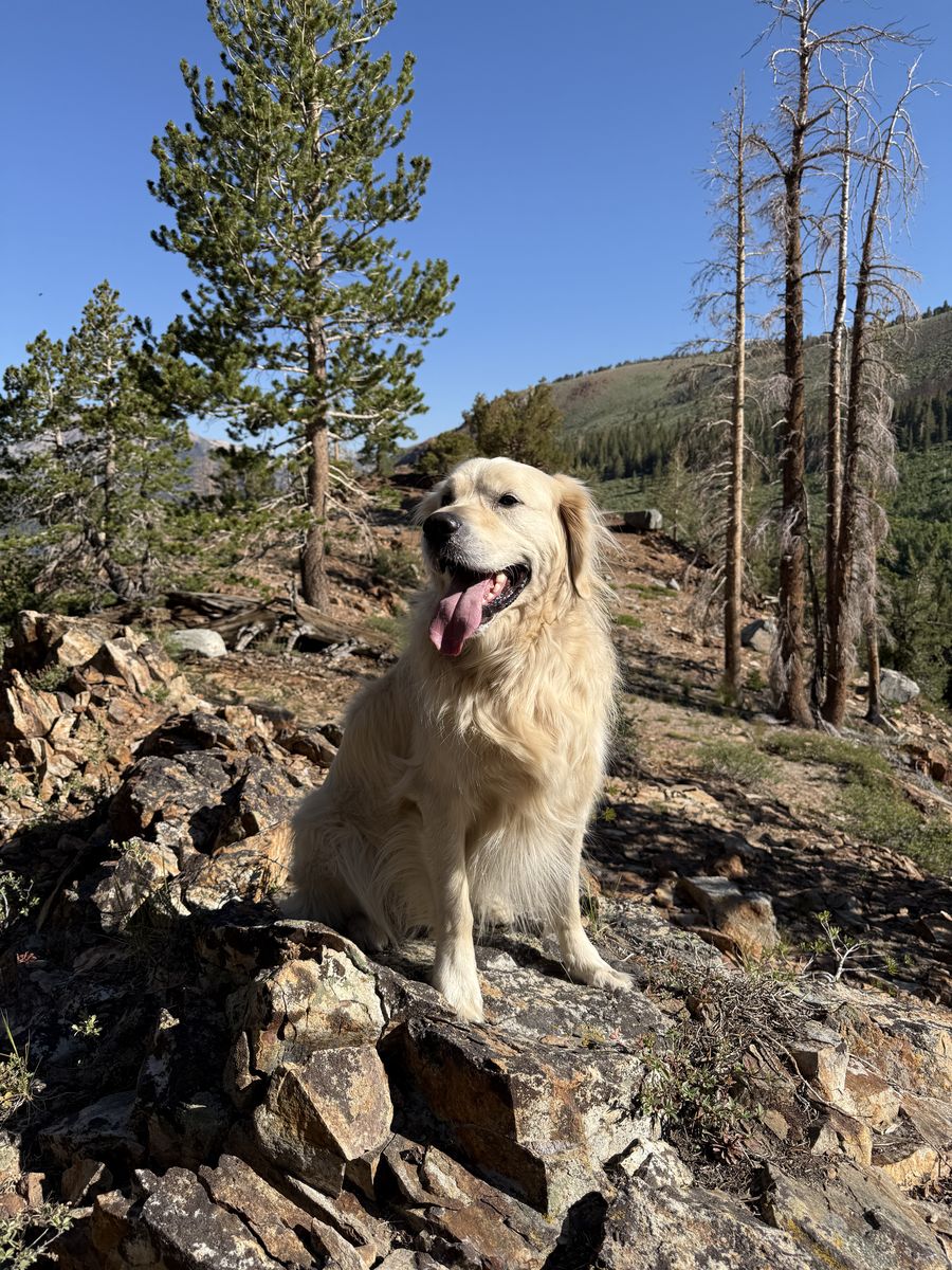 Buster, a golden retriever, sitting on a granite outcrop in the Sierra with pine trees and mountains behind him