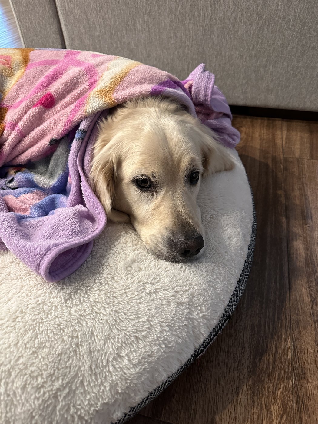 A golden retriever curled up on a round dog bed, wrapped in a soft blanket